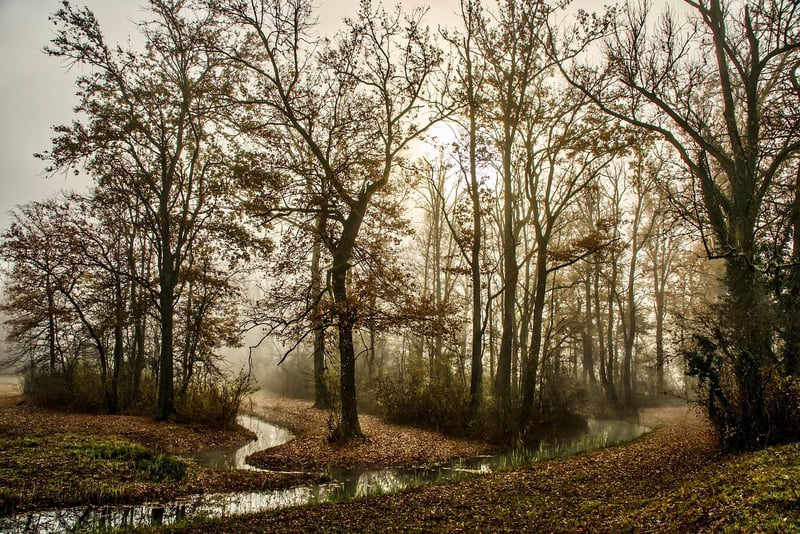 Enchanted Forest